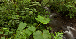 jungle pano